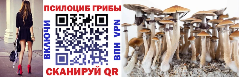 где можно купить   Куйбышев  Псилоцибиновые грибы Psilocybine cubensis 